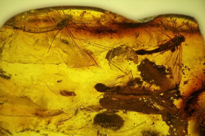 Three Partial Fossil Mayflies (Ephemeroptera) In Baltic Amber #142238